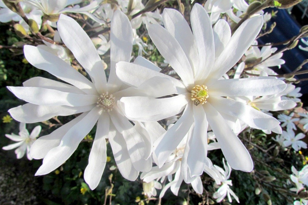 Magnolia gwiaździsta Royal Star Magnolia stellata C2