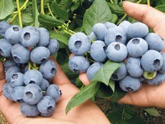 Borówka amerykańska KazPliszka Vaccinium corymbosum P9