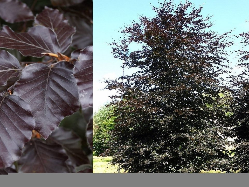 Buk pospolity Atropunicea Fagus sylvatica C2