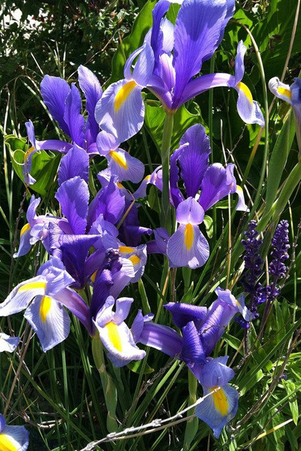 Kosaciec blady Variegata Iris pallida P9