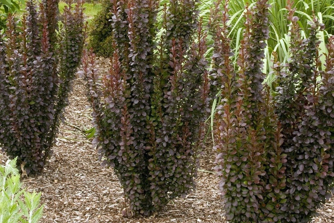 Berberys Thunberga Helmond Pillar Berberis thunbergii C2
