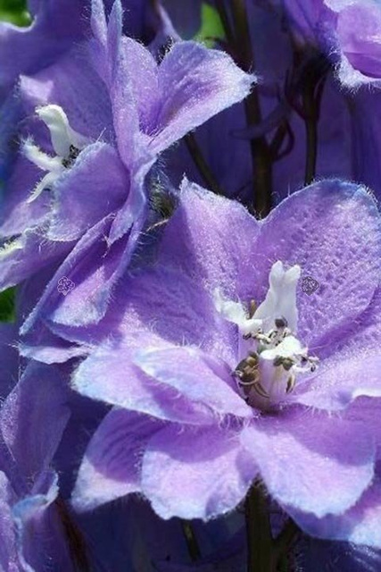 Ostróżka ogrodowa Guinevere Delphinium C2