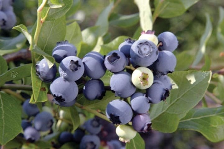 Borówka amerykańska Chandler Vaccinium corymbosum P9