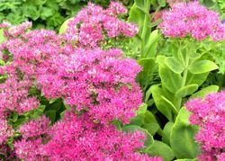 Rozchodnik okazały Rosenteller Sedum spectabile C2