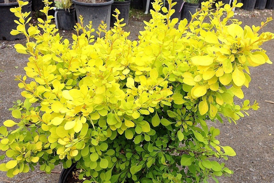 Berberys Thunberga Aurea Berberis thunbergii P9