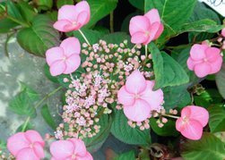 Hortensja piłkowana Santiago PBR Hydrangea serrata C3
