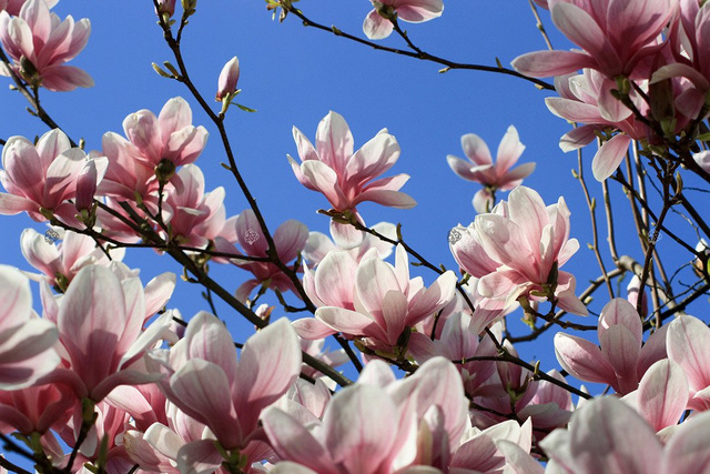Magnolia Soulange'a Magnolia soulangeana C2