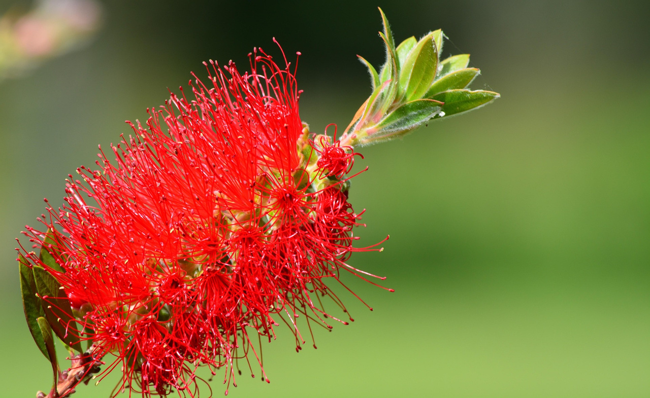 Kuflik Endeavour Callistemon P9