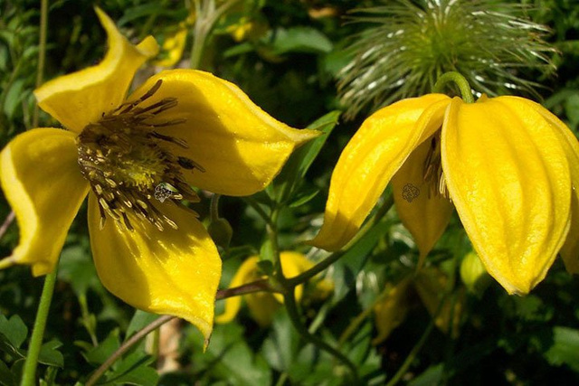 Powojnik tangucki Bill MacKenzie Clematis C2