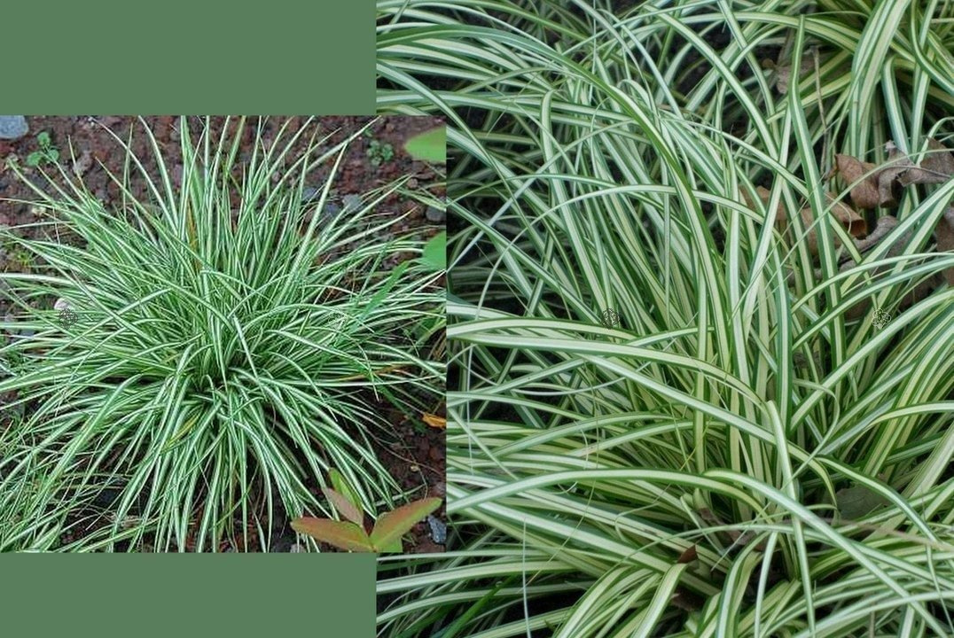 Turzyca ptasie łapki Variegata Carex ornithopoda P9