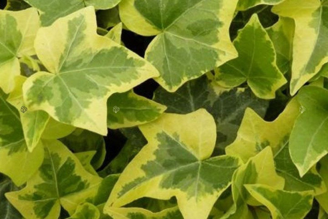 Bluszcz pospolity Goldchild Hedera helix P9