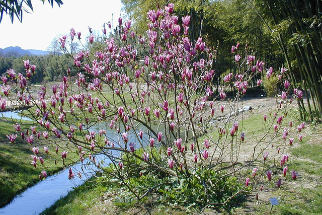 Magnolia purpurowa Nigra Magnolia liliiflora C2