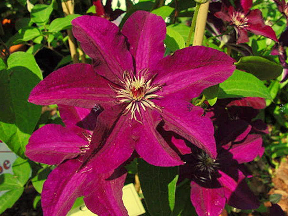 Powojnik Stasik Clematis C2