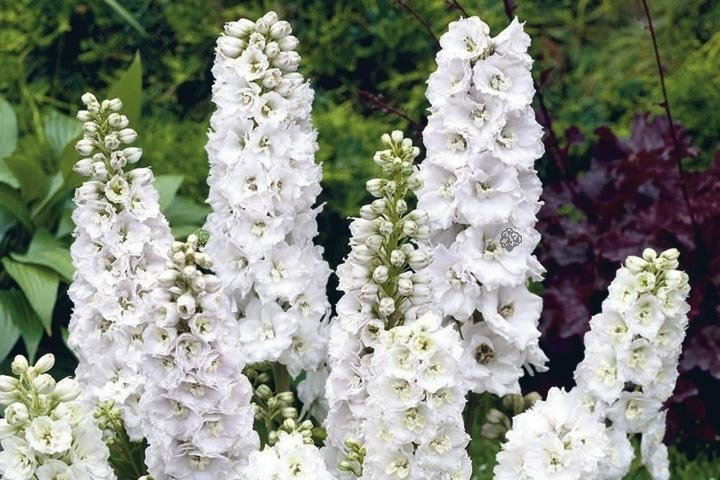 Ostróżka ogrodowa Magic Fountains White Delphinium cultorum C2