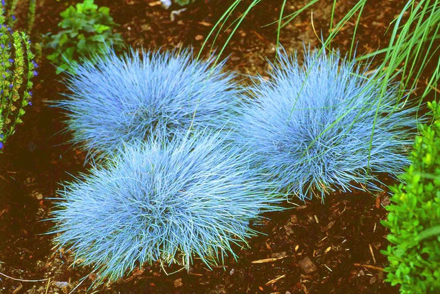 Kostrzewa sina Elijah Blue Festuca glauca P9