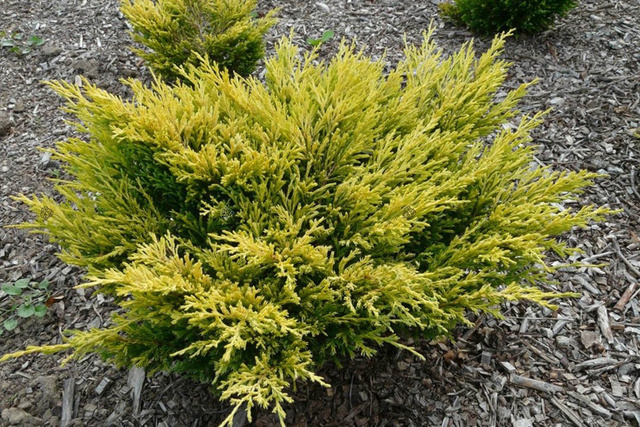 Jałowiec płożący Limeglow Juniperus horizontalis C2