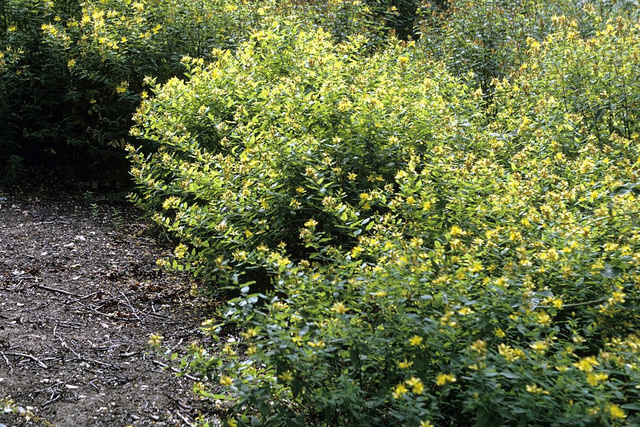 Dziurawiec bezwonny Elstead Hypericum inodorum P9