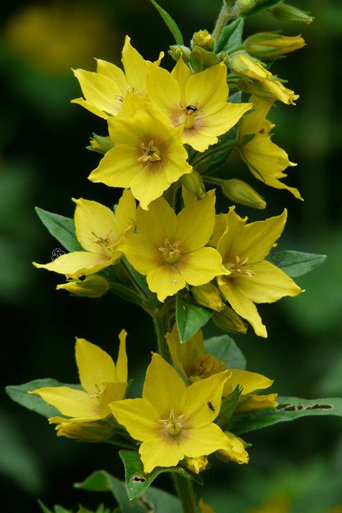 Tojeść kropkowana Lysimachia punctata P9