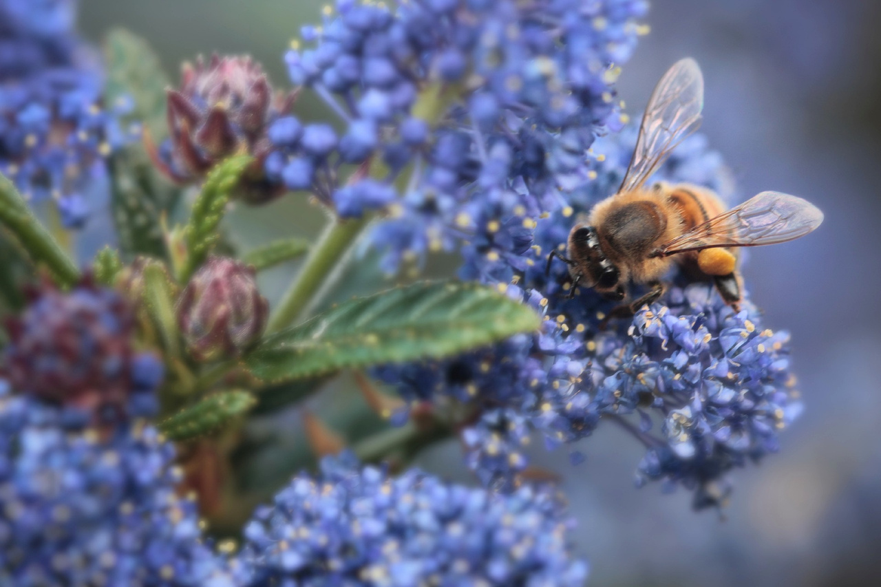 Prusznik Blue Jeans Ceanothus P9
