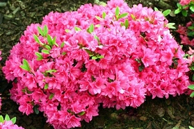 Azalia japońska Melina Rhododendron obtusum C2