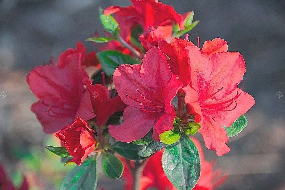 Azalia japońska Muneira Rhododendron obtusum C2