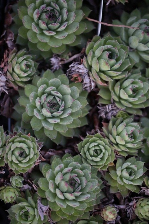 Rojnik Mahogany Sempervivum P9