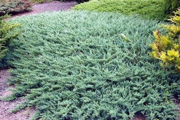 Jałowiec płożący Wiltonii Juniperus horizontalis C2