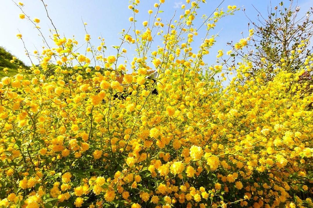 Złotlin japoński Pleniflora Kerria japonica C2