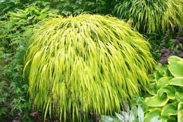 Hakonechloa smukła All Gold Hakonechloa macra P9