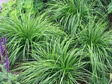 Turzyca wiosenna The Beatles Carex caryophyllea C2