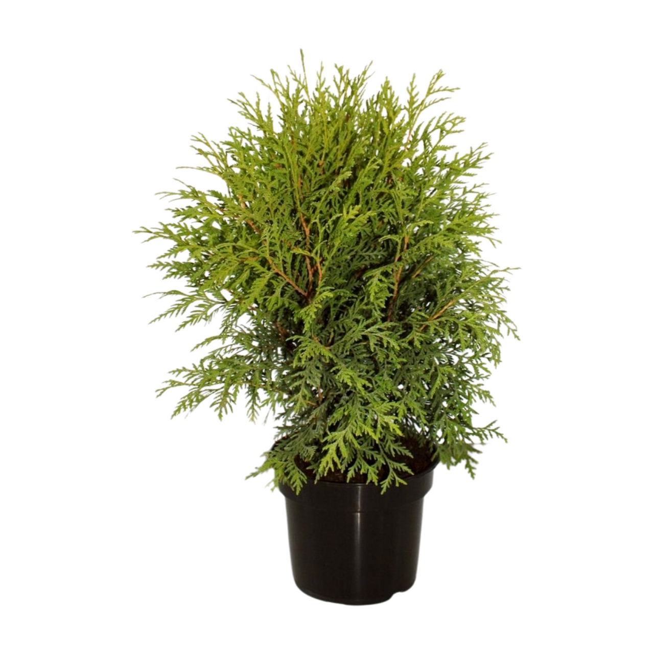 Tuja Little Champion Thuja occidentalis C5