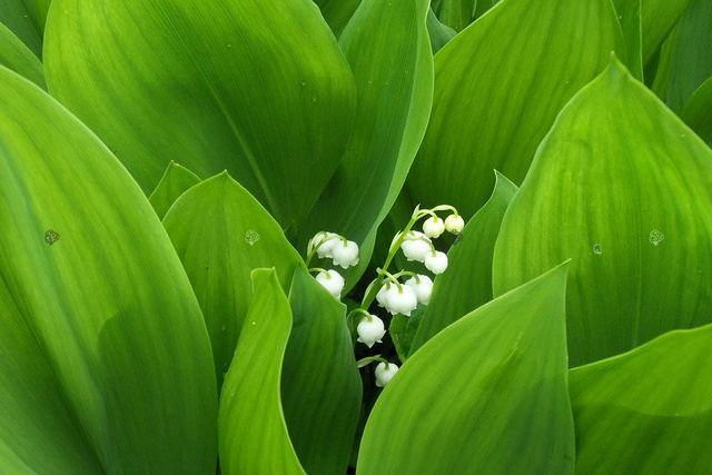 Konwalia majowa Convallaria majalis P9
