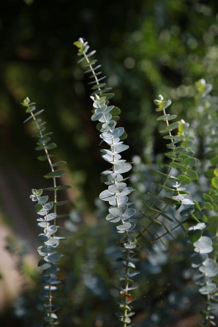 Eukaliptus górski Eucalyptus gunnii C2