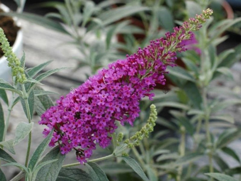 Budleja Davida Buzz Violet Buddleja davidii