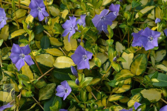 Barwinek pospolity Illumination Cahill Vinca minor P9