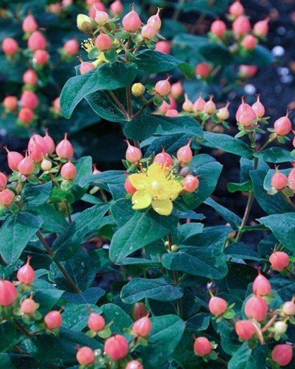 Dziurawiec bezwonny Magical Pumpkin PBR Hypericum inodorum C2