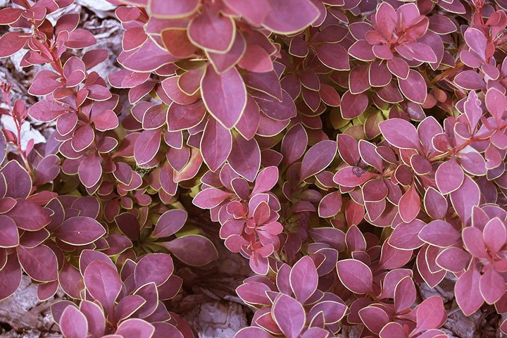 Berberys Thunberga Coronita Berberis thunbergii C2