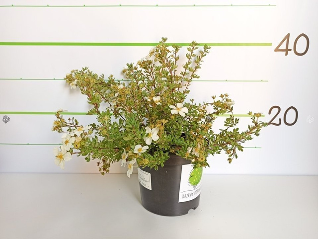 Pięciornik krzewiasty Abbotswood Potentilla fruticosa P9