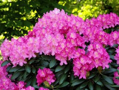 Różanecznik jakuszimański Kalinka Rhododendron yakushimanum C2