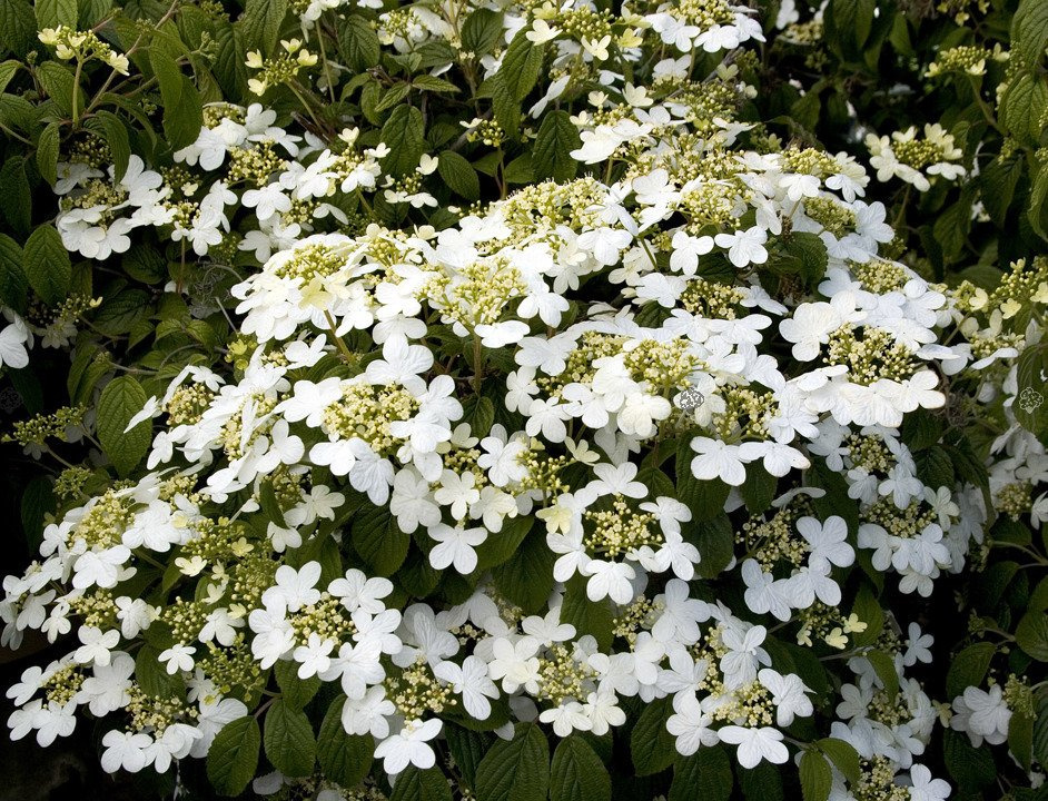 Kalina japońska Summer Snowflake Viburnum plicatum P9