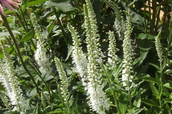 Przetacznik długolistny Schneeriesin Veronica longifolia C2