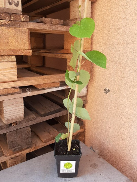Judaszowiec kanadyjski Cercis canadensis C5