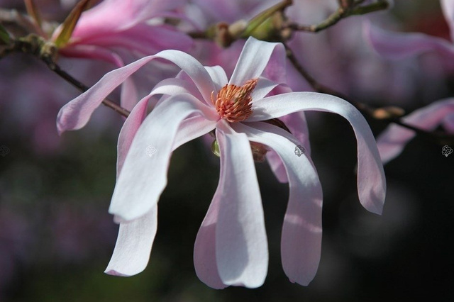 Magnolia Loebnera Leonard Messel Magnolia loebneri C3