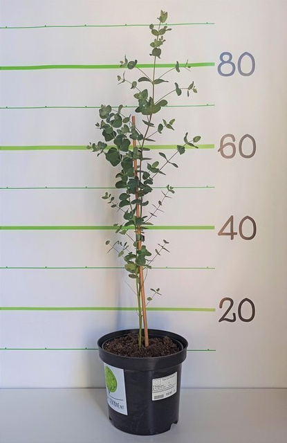 Eukaliptus górski Eucalyptus gunnii C2