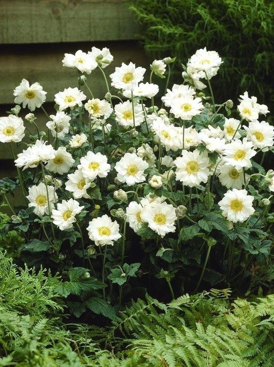 Zawilec mieszańcowy Whirlwind Anemone hybrida P9