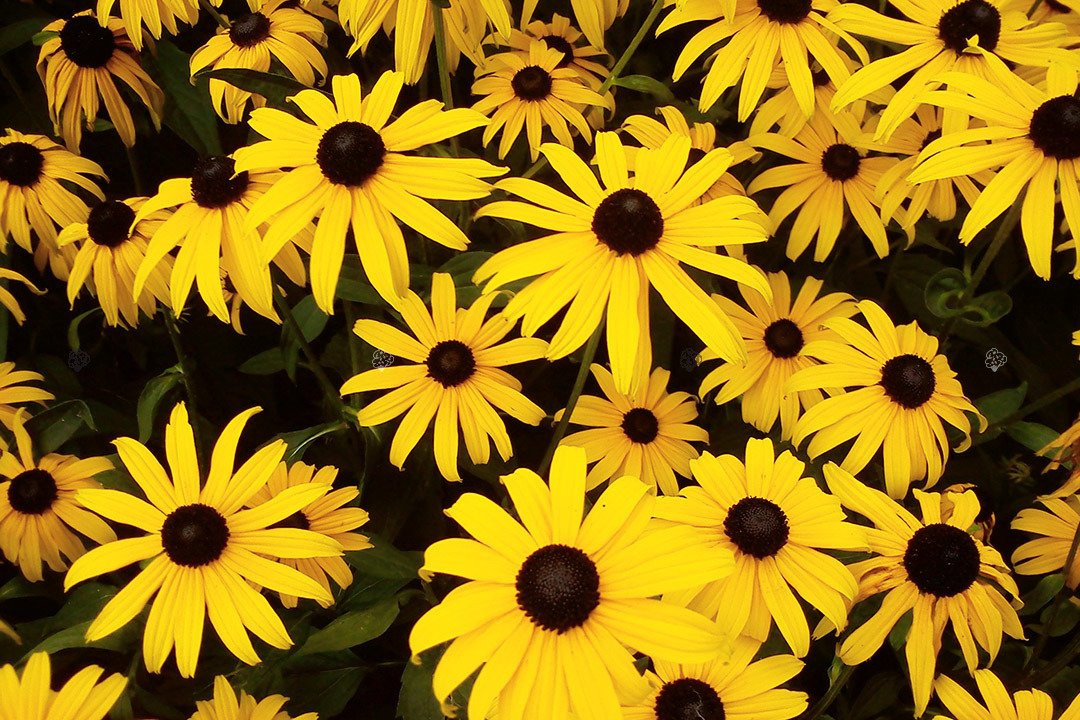Rudbekia błyskotliwa Rudbeckia fulgida C1,5