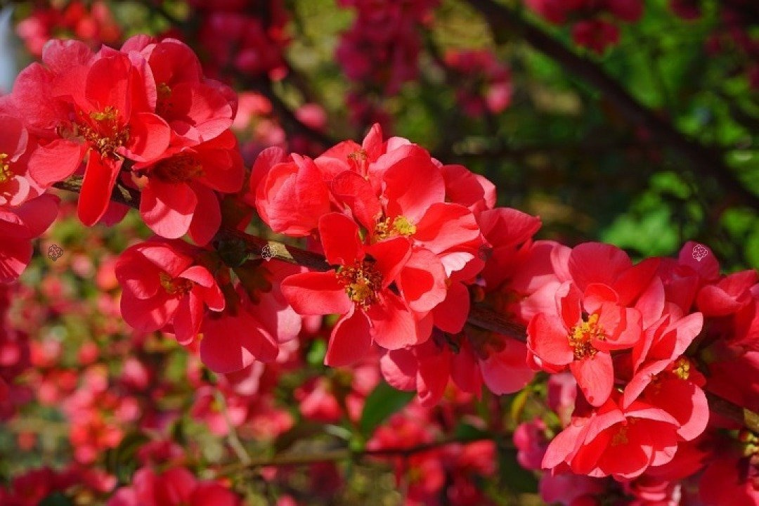 Pigwowiec pośredni Simonii Chaenomeles superba P9