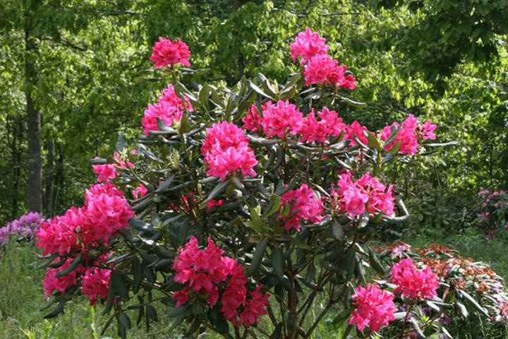 Różanecznik katawbijski Nova Zembla Rhododendron catawbiense C2