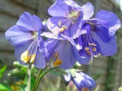 Wielosił błękitny Polemonium caeruleum P9