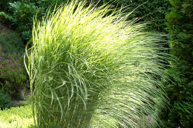 Miskant chiński Morning Light Miscanthus sinensis C3